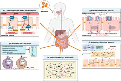 Understanding the action mechanisms of metformin in the gastrointestinal tract